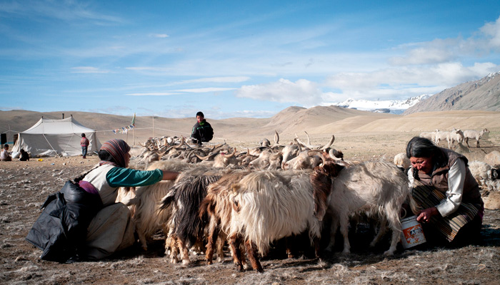 Tibet Nomads Tibet Nomads