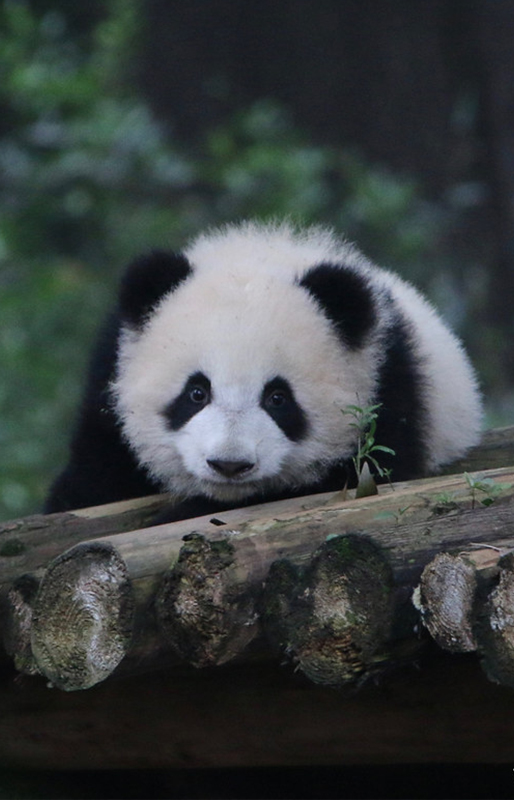 Chengdu