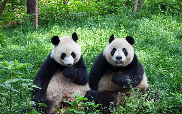 11 Days Chengdu to Tibet Everest Base Camp Group Tour via Qinghai Tibet Train