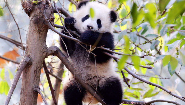 Chengdu Giant Panda Base