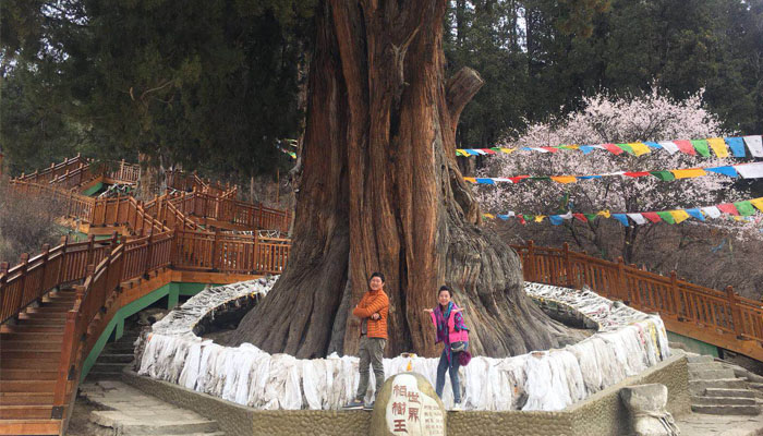 Visit to the oldest cypress tree in the world