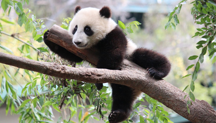 Visit pandas in chengdu