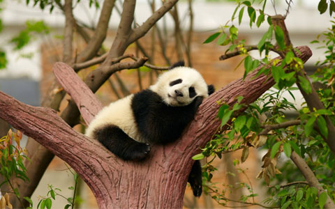16 Days Epic China Tibet Tour from Yunnan