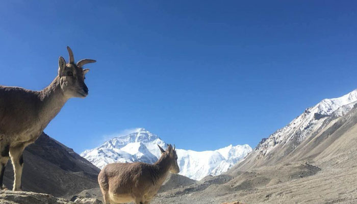 Tibet Everest Base Camp