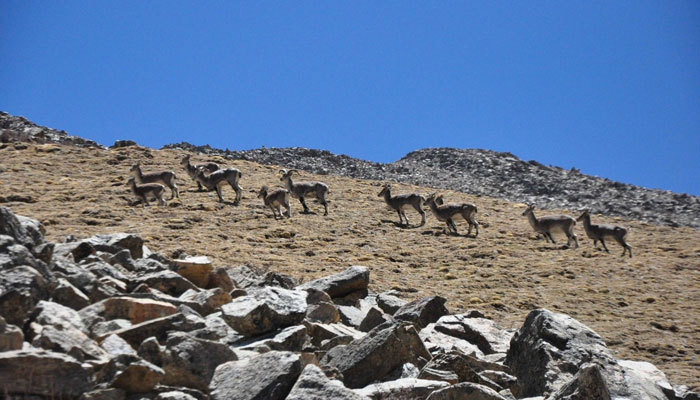 There's a chance to see the wild animals along the trekking way