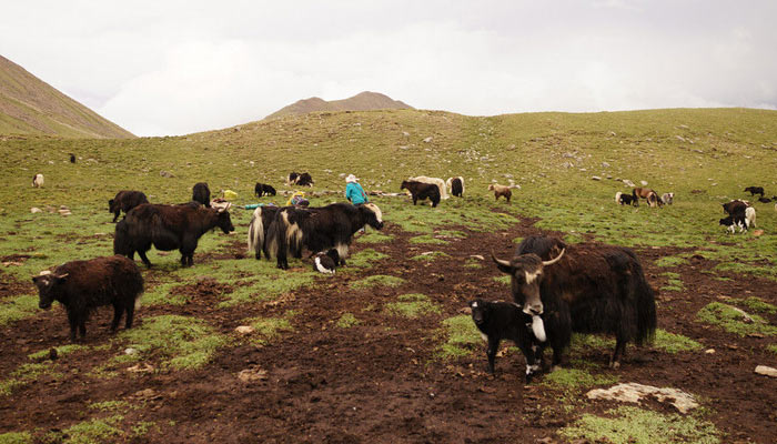 You should stay away from yaks to guarantee your safety