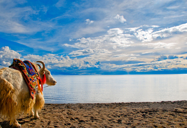  Namtso Lake and a yak form a surrealistic picture.