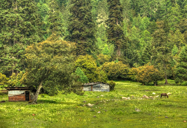 The scenery of Lulang Forest is different from other parts of Tibet.