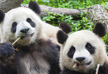 Giant Pandas in Chengdu Panda Feeding Base