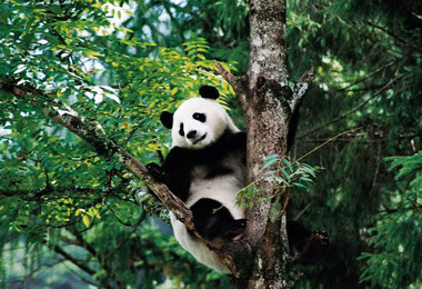 Wolong Nature Reserve