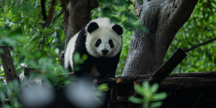 11 Days Chengdu to Tibet Everest Base Camp Group Tour via Qinghai Tibet Train