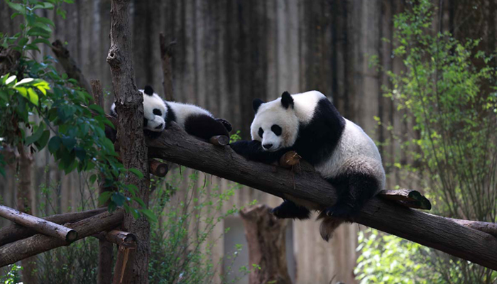 Chengdu Panda Research Base
