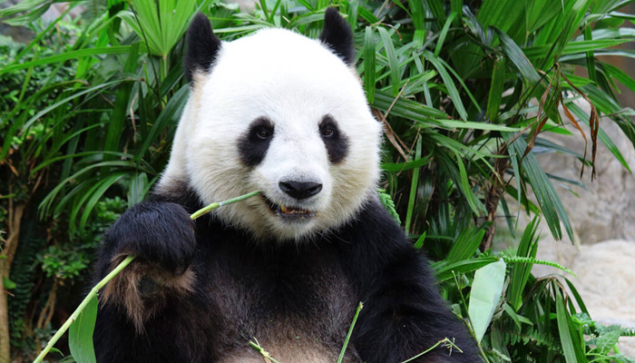 Chengdu Panda
