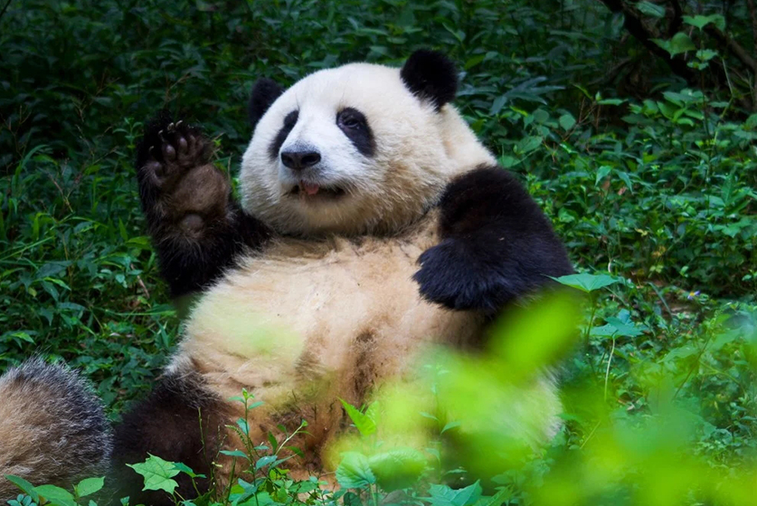 chengdu tibet tour
