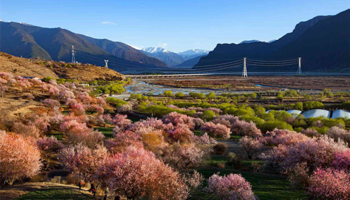 Nyingchi in peach blossom season