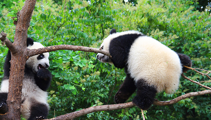 Visit Chengdu in China