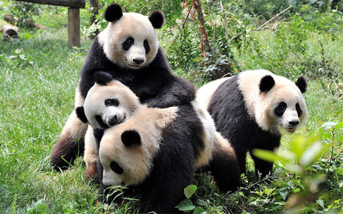 14 Days Hong Kong Shanghai Chengdu Tibet Tour