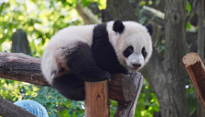 Chengdu Pandas