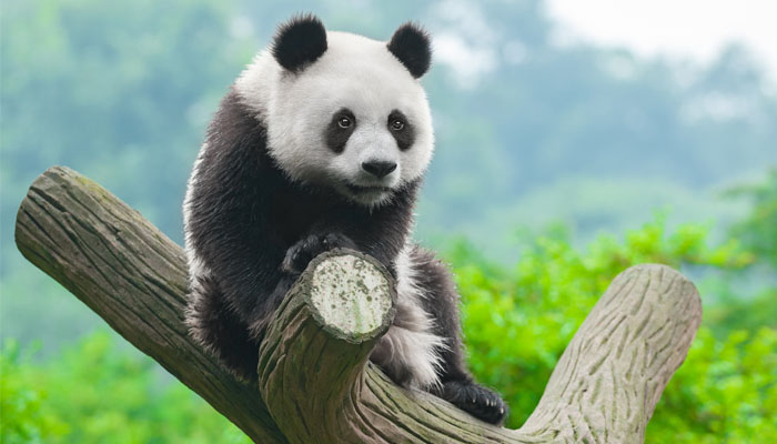 Pandas in Chengdu