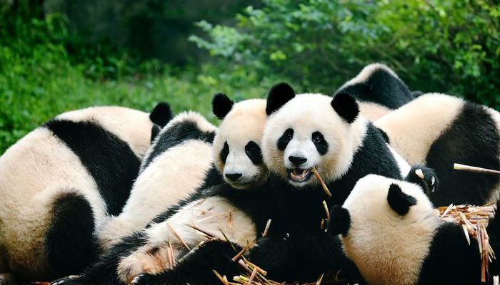Chengdu Panda