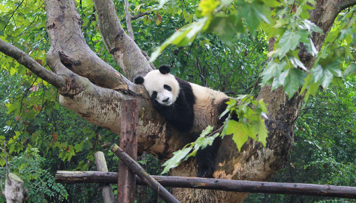 Visit Chengdu Giant Panda