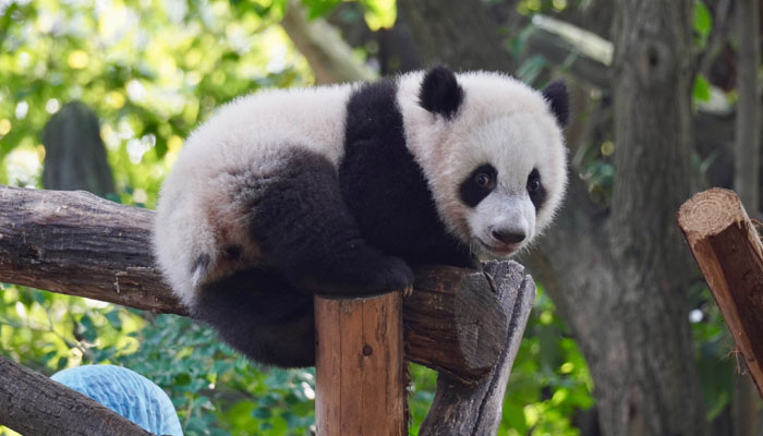 Visit Chengdu Giant Pandas