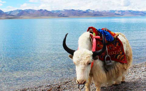 10 Days Everest Base Camp with Lake Namtso Small Group Tour