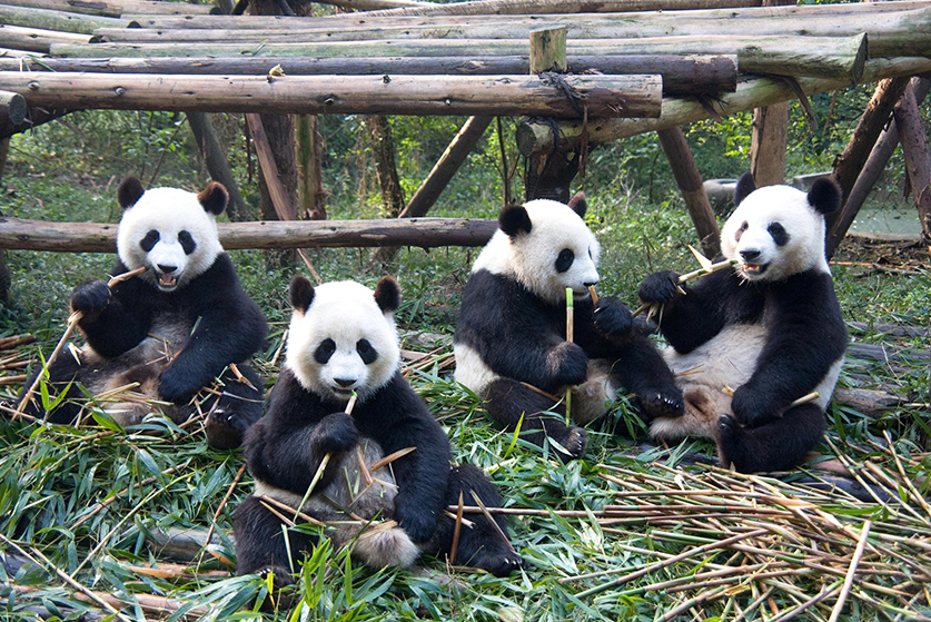china tibet tour