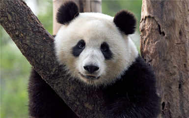 16 Days Chengdu Lhasa EBC Nepal Adventure Tour