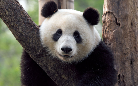 16 Days Chengdu Lhasa EBC Nepal Adventure Tour