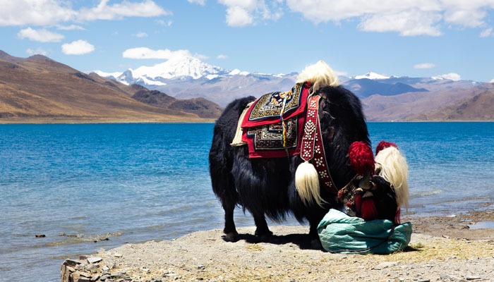 Yamdrok Lake