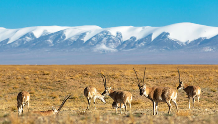 Tibetan Antelope