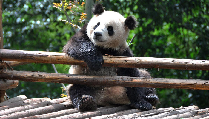 Visit Chengdu Research Base of Giant Panda Breeding