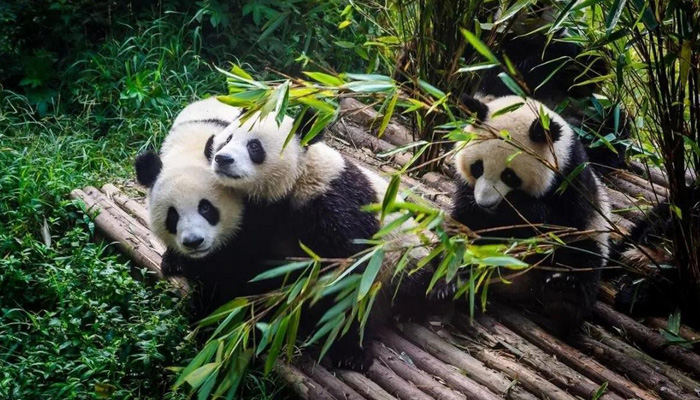 Giant Panda in Chengdu
