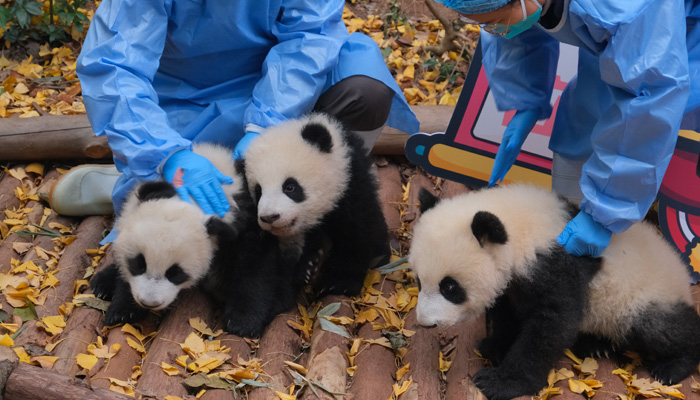 Giant Pandas in Chengdu