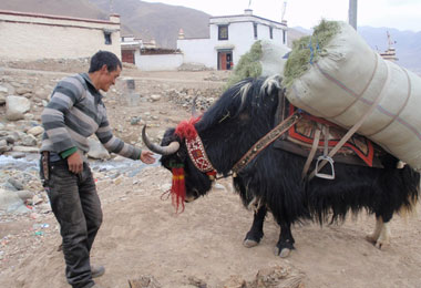 YWhile trekking around the local valleges, you can see the real life of the local Tibetans.