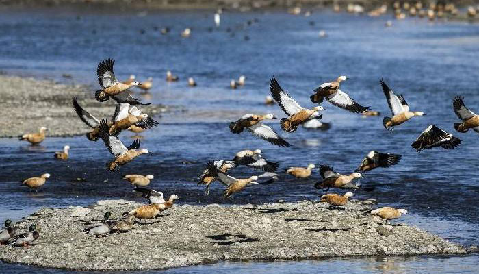 Wild Birds