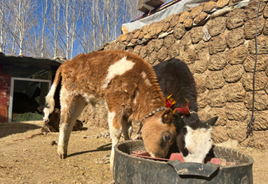 Visit local Tibetan family at Dadong Village