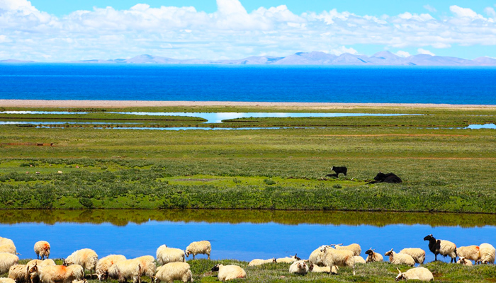 Namtso Lake grasslands