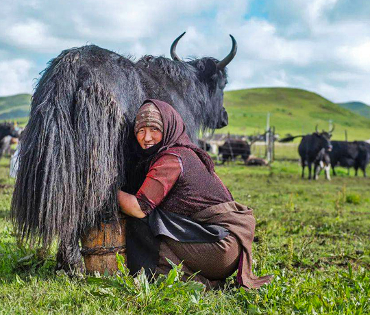 Discover How Yak Culture in Damxung Grasslands