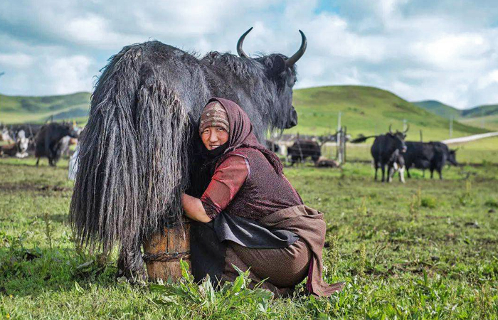 Local Tibetan herder milking a yak in Damxung Grasslands