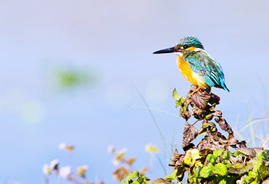 Bird watching in Chitwan National Park