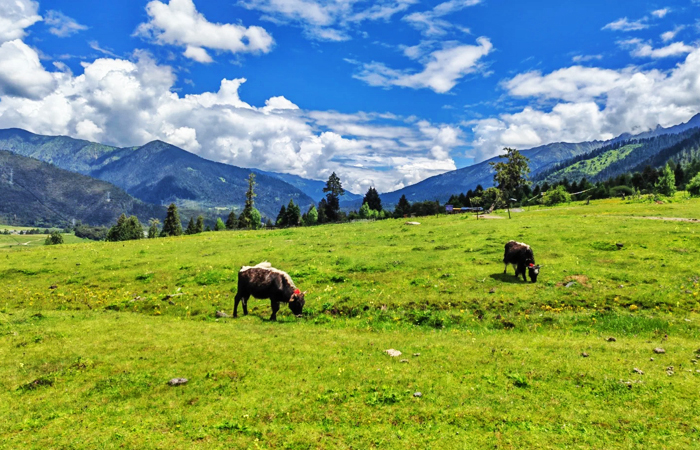 Luang Alpine Pasture in Nyingchi