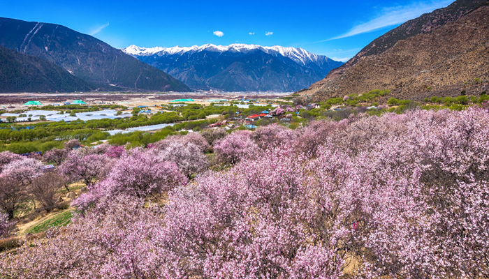 Peach blossoms in Nyingchi in spring Peach blossoms in Nyingchi in spring