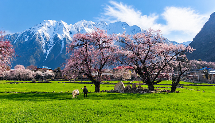 Peach blossoms and snow mountains in Nyingchi Tibet
