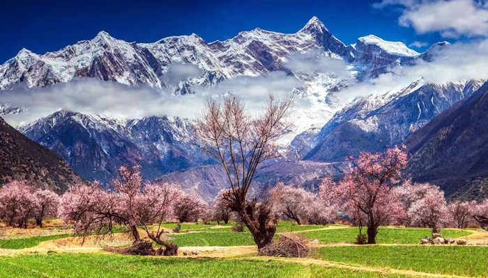 Visit Mount Namcha Barwa during Nyingchi Peach Blossom Festival
