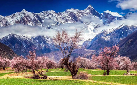 Nyingchi Peach Blossom Festival: A Must-Have Experience in Spring Nyingchi