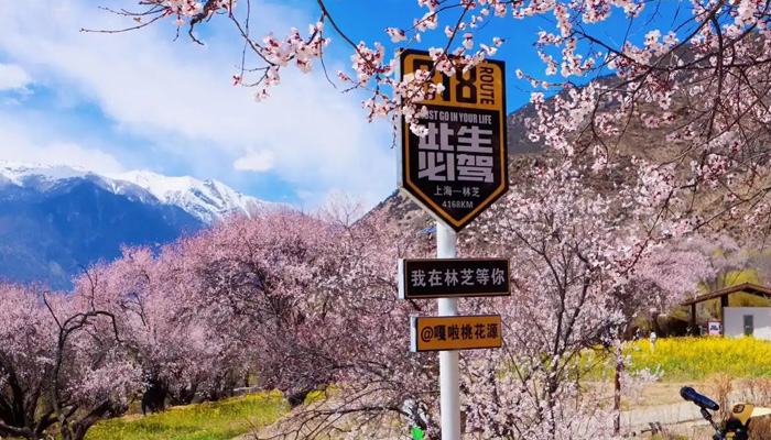 Peach blossoms in Gala Valley