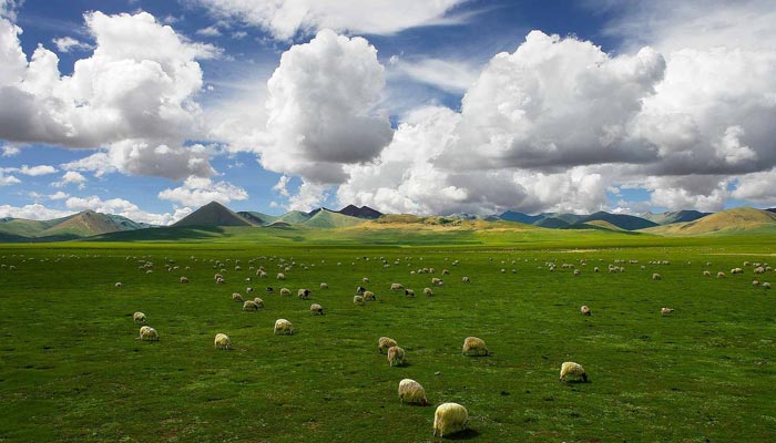 Changtang Grassland
