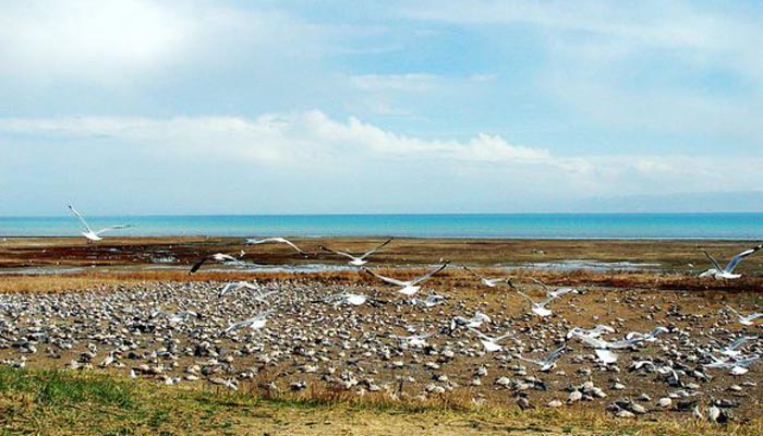 Qinghai Lake with Bird Island